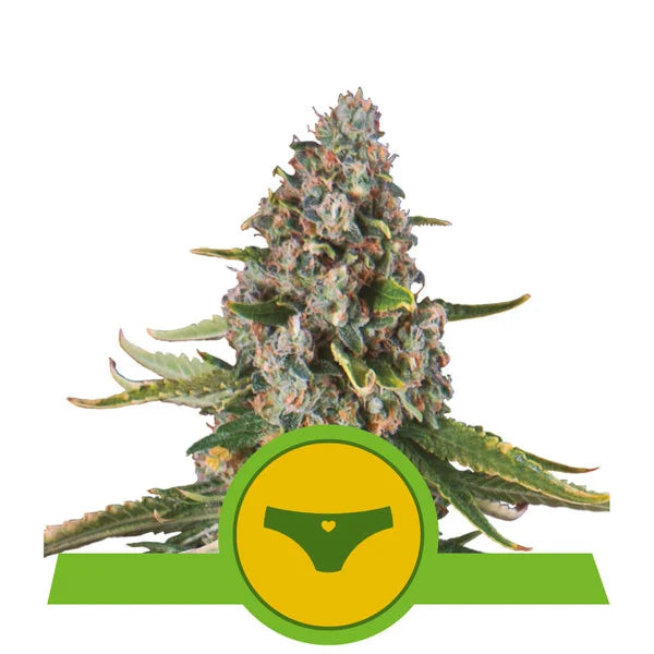 Royal Sherbet Queen Auto