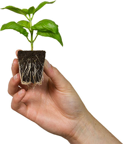 საჩითილე Root Riot