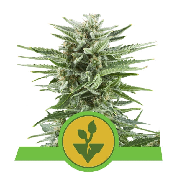 Easy Bud Automatic