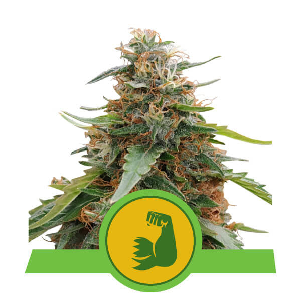 HULKBERRY Auto