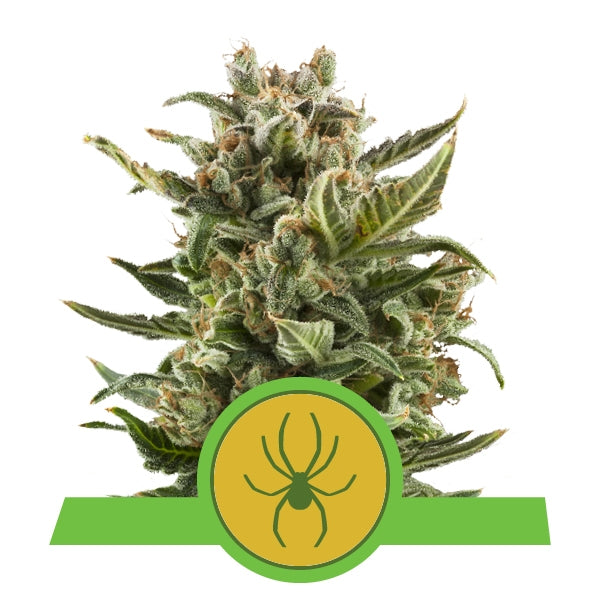 Royal White Widow Auto