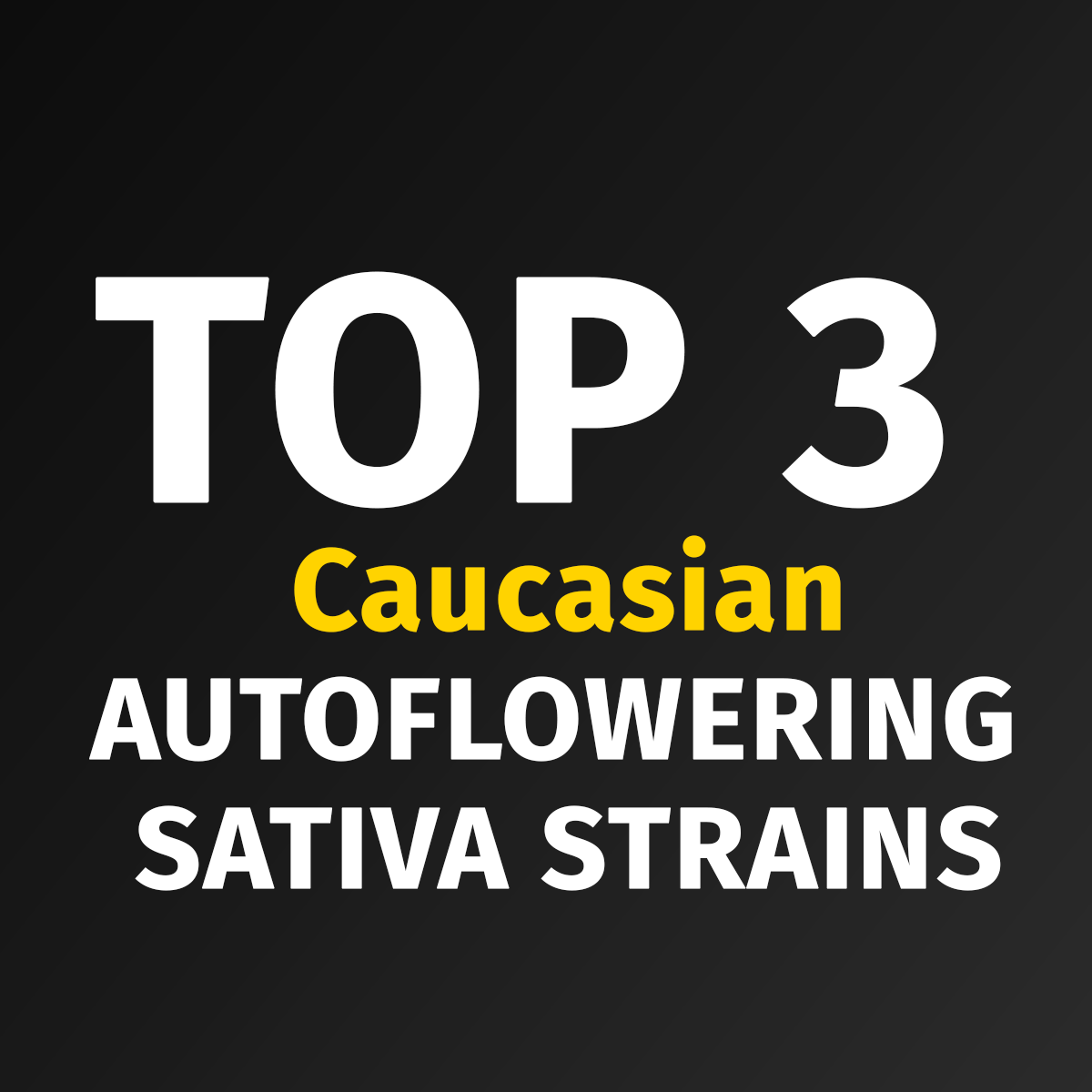 TOP 3 Caucasian Auto Sativa Strains