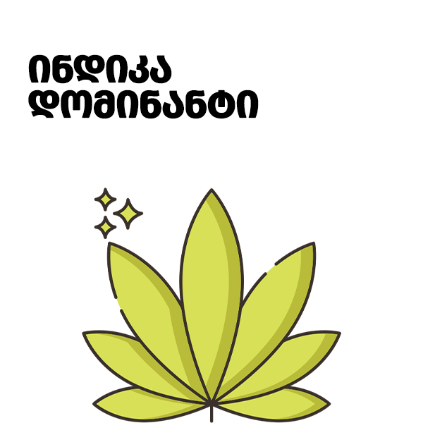 ინდიკა დომინანტი კანაფის თესლები