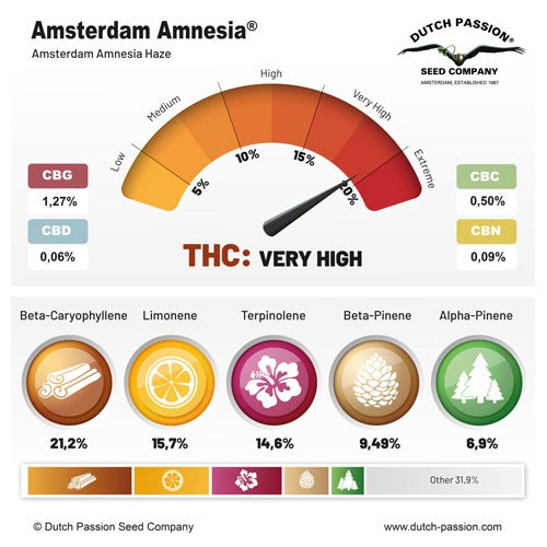 Amsterdam Amnesia Fem - DutchPassion
