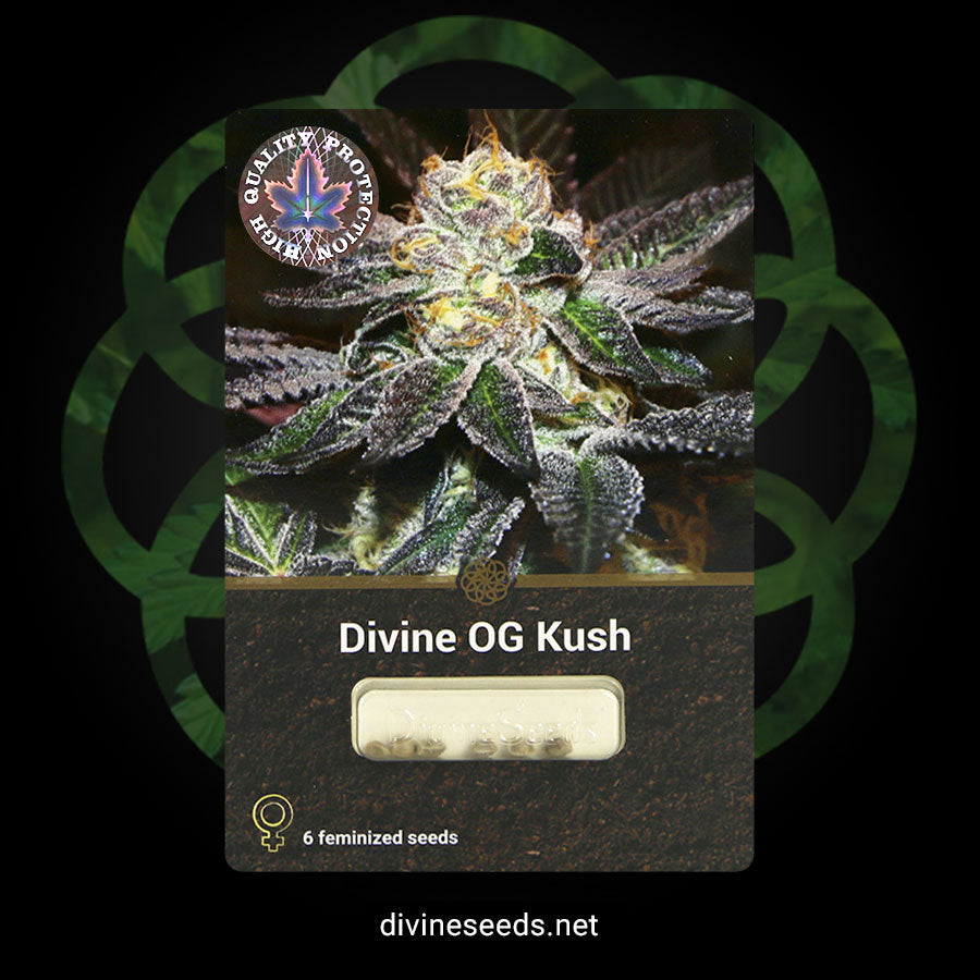 Divine OG Kush - Divine Seeds