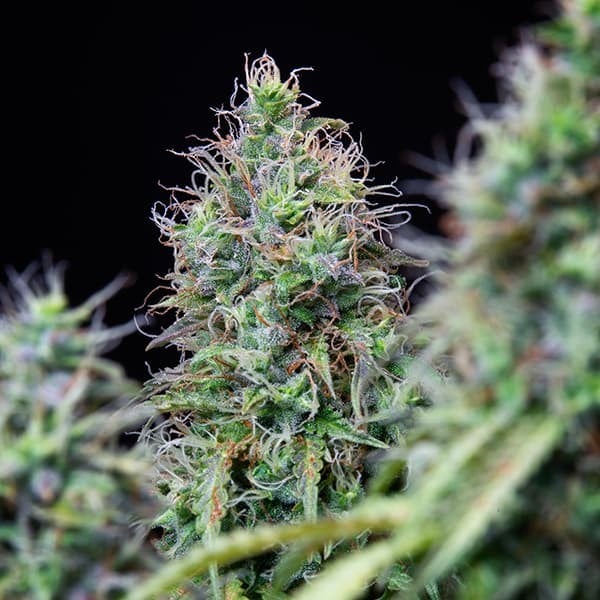 Amnesia Weed () Amnesia Weed