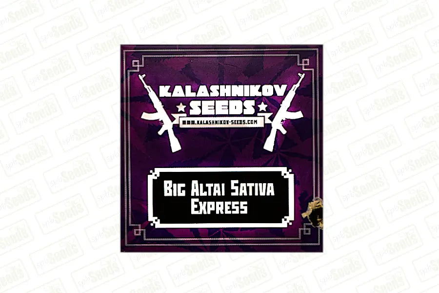 Big Altai Sativa Express - KALASHNIKOV SEEDS