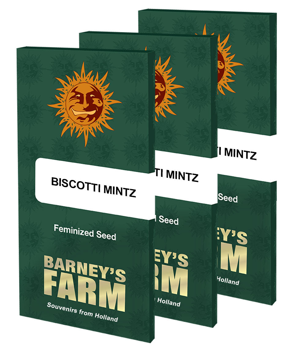 BISCOTTI MINTZ