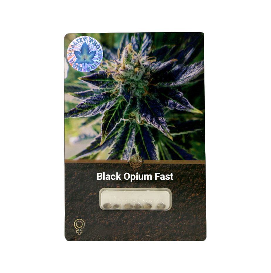 Black Opium FF