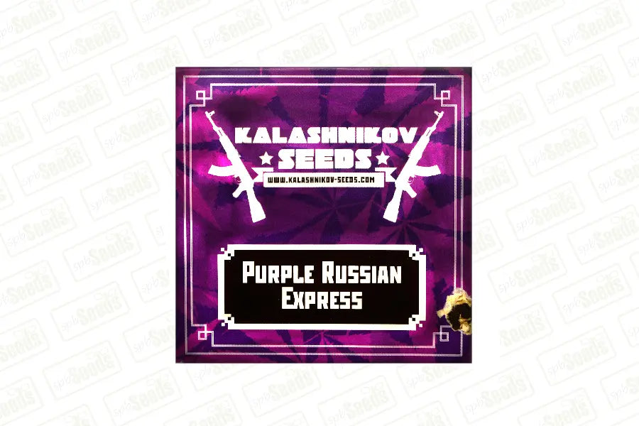 Purple Russian Express - KALASHNIKOV SEEDS