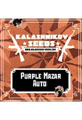 PURPLE MAZAR AUTO (KALASHNIKOV SEEDS) FEMINIZED