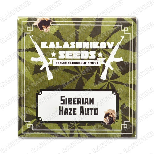 SIBERIAN HAZE (KALASHNIKOV SEEDS) FEMINIZED