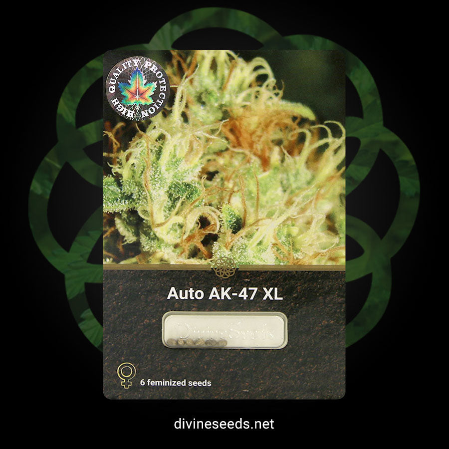 Auto AK47 XL - Divine seeds