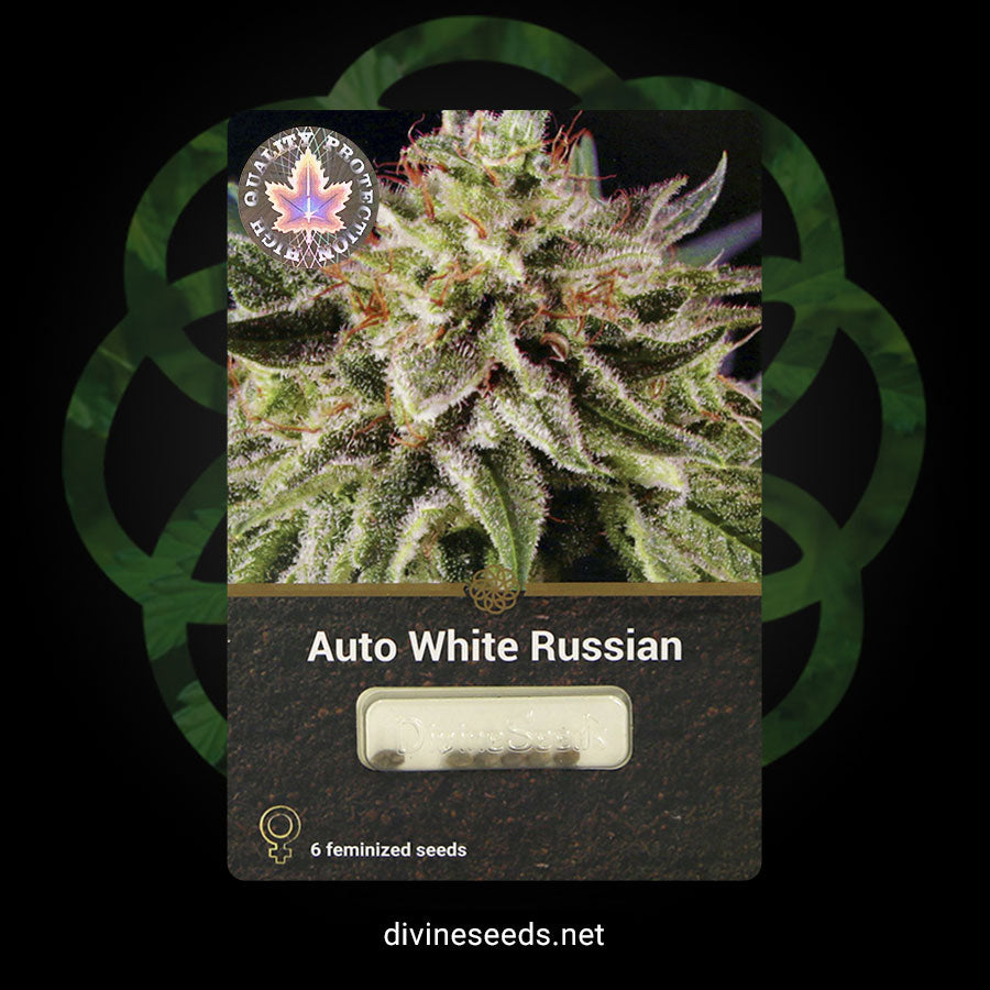 Auto White Russian
