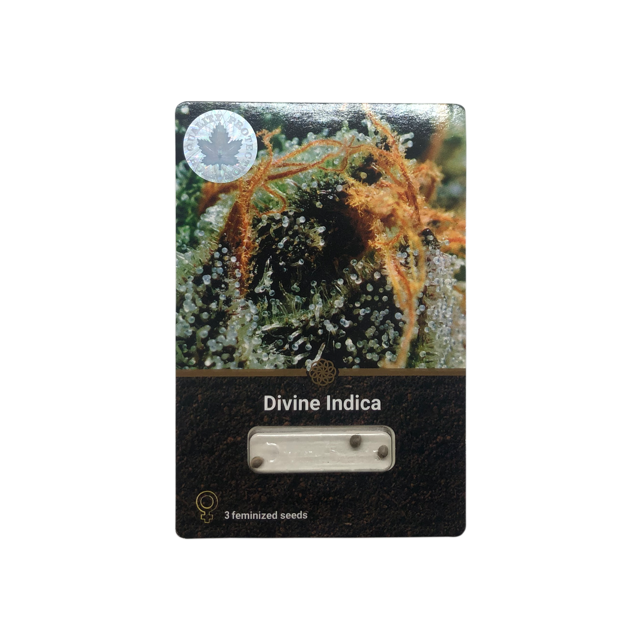 Divine Indica Fem - Divine seeds