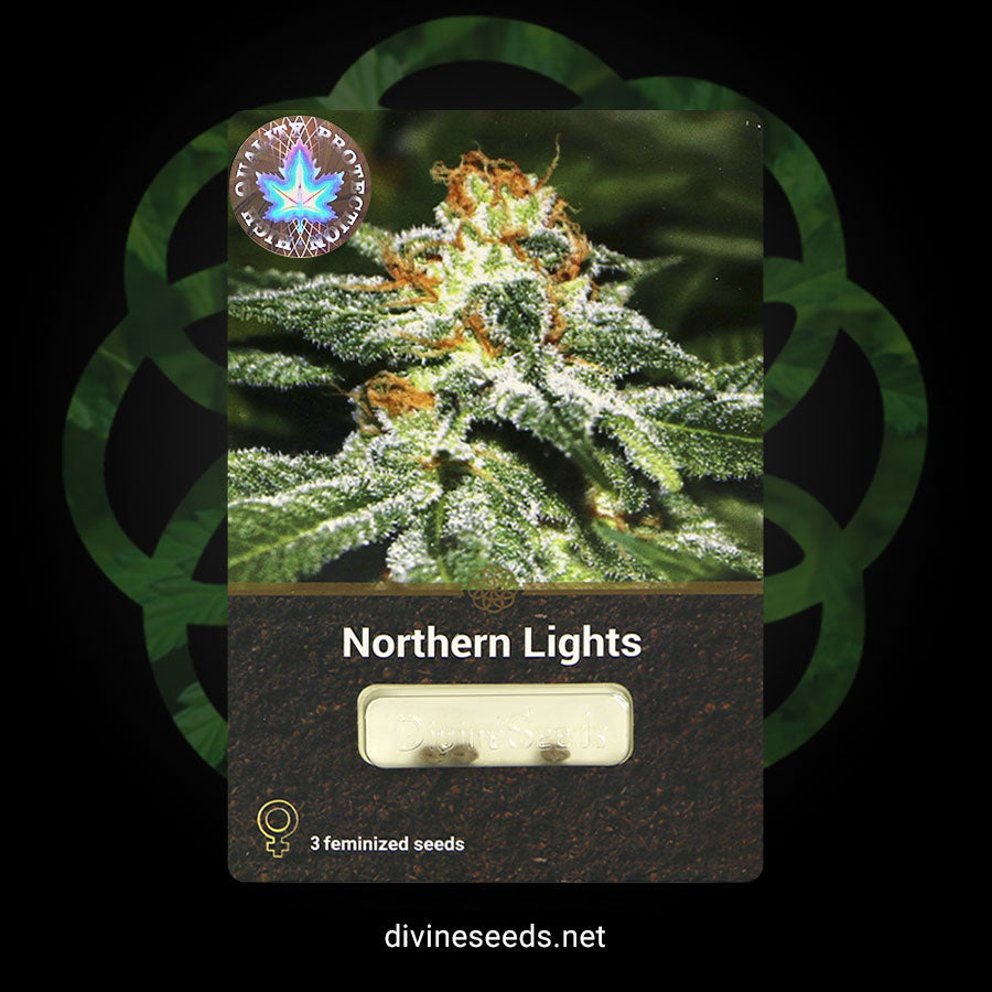 Northern Lights Fem - Divine seeds