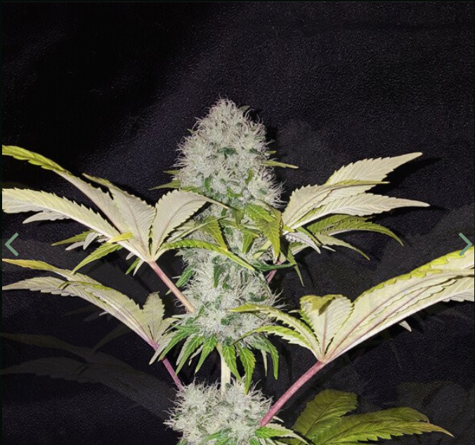 CRITICAL KUSH - Dutch Bulk Seeds