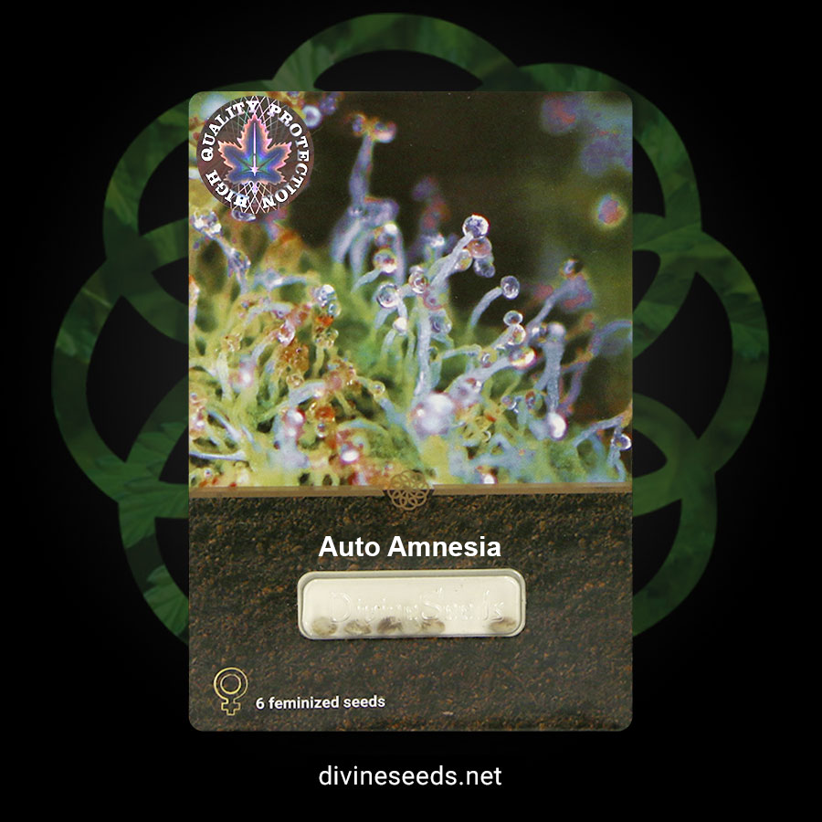 Auto Amnesia DivineSeeds