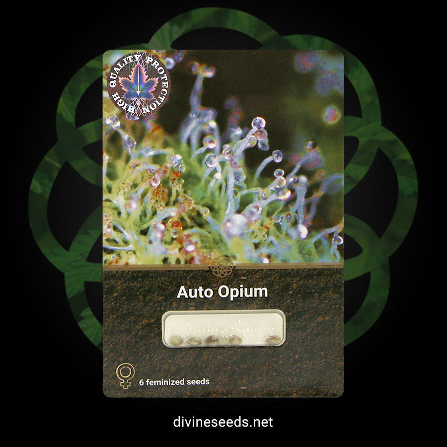 Auto Opium - DivineSeeds
