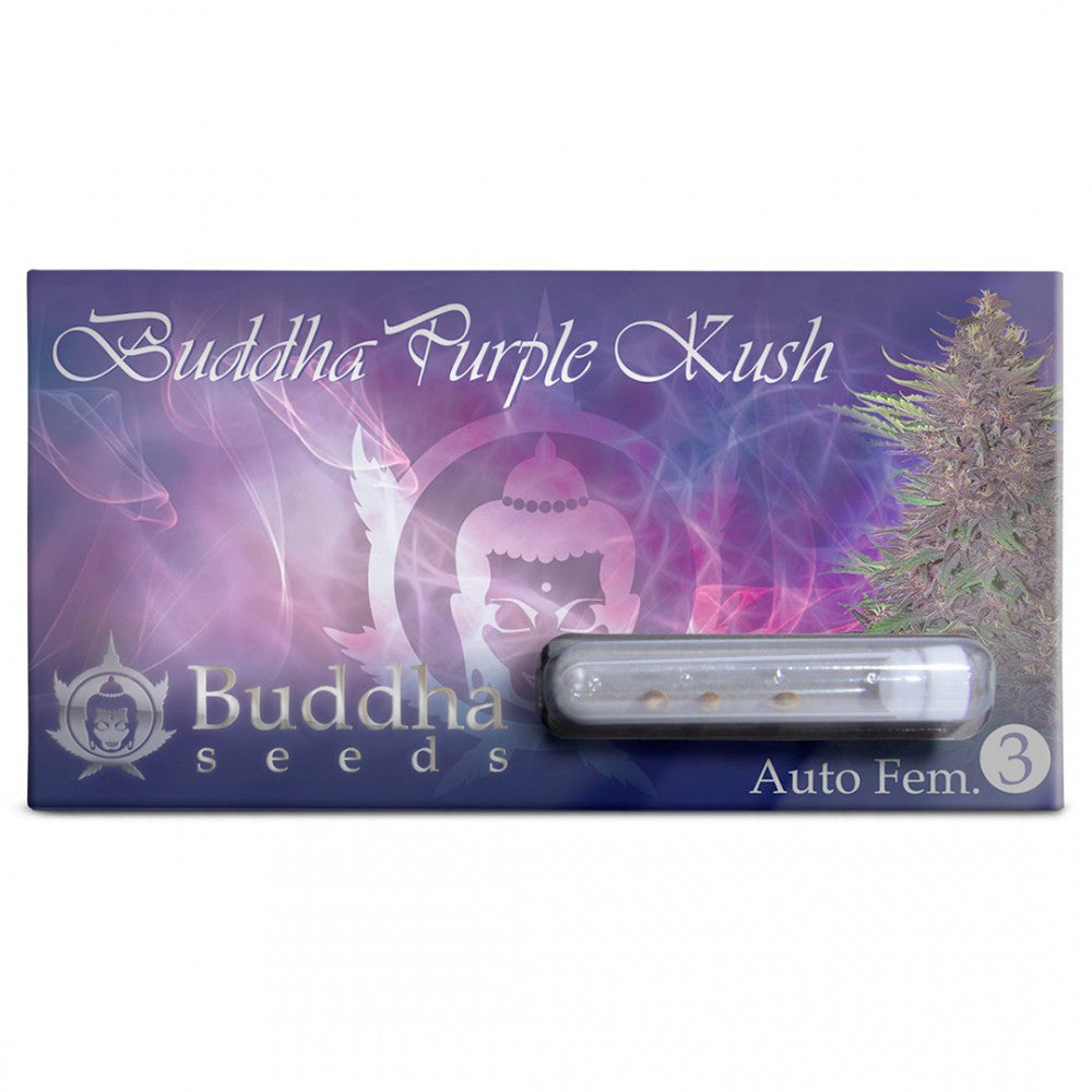 Buddha Purple Kush Auto