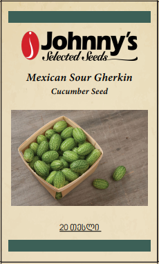 Mexican Sour Gherkin cucumber