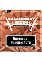 NORTHERN RUSSIAN AUTO (KALASHNIKOV SEEDS) FEMINIZED