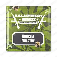 AMNESIA MOLOTOV (KALASHNIKOV SEEDS) FEMINIZED