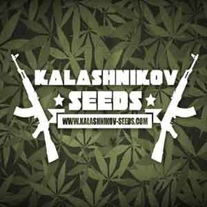 AK KUSH (KALASHNIKOV SEEDS) FEMINIZED