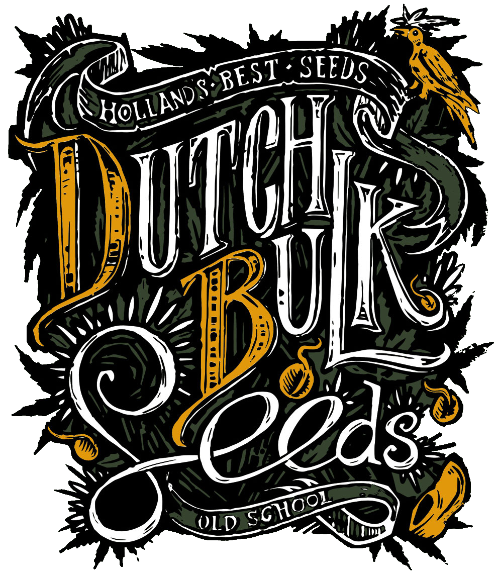 AUTO AFGHAN KUSH - Dutch Bulk Seeds