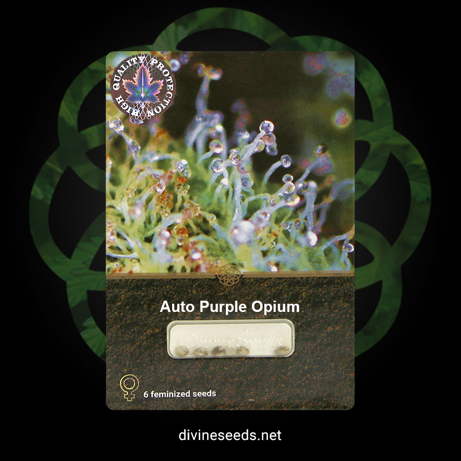 Auto Purple Opium - DivineSeeds