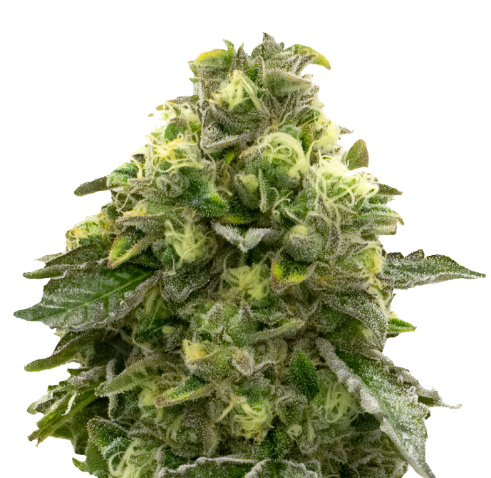 TANGIE Fem - Dutch Bulk Seeds